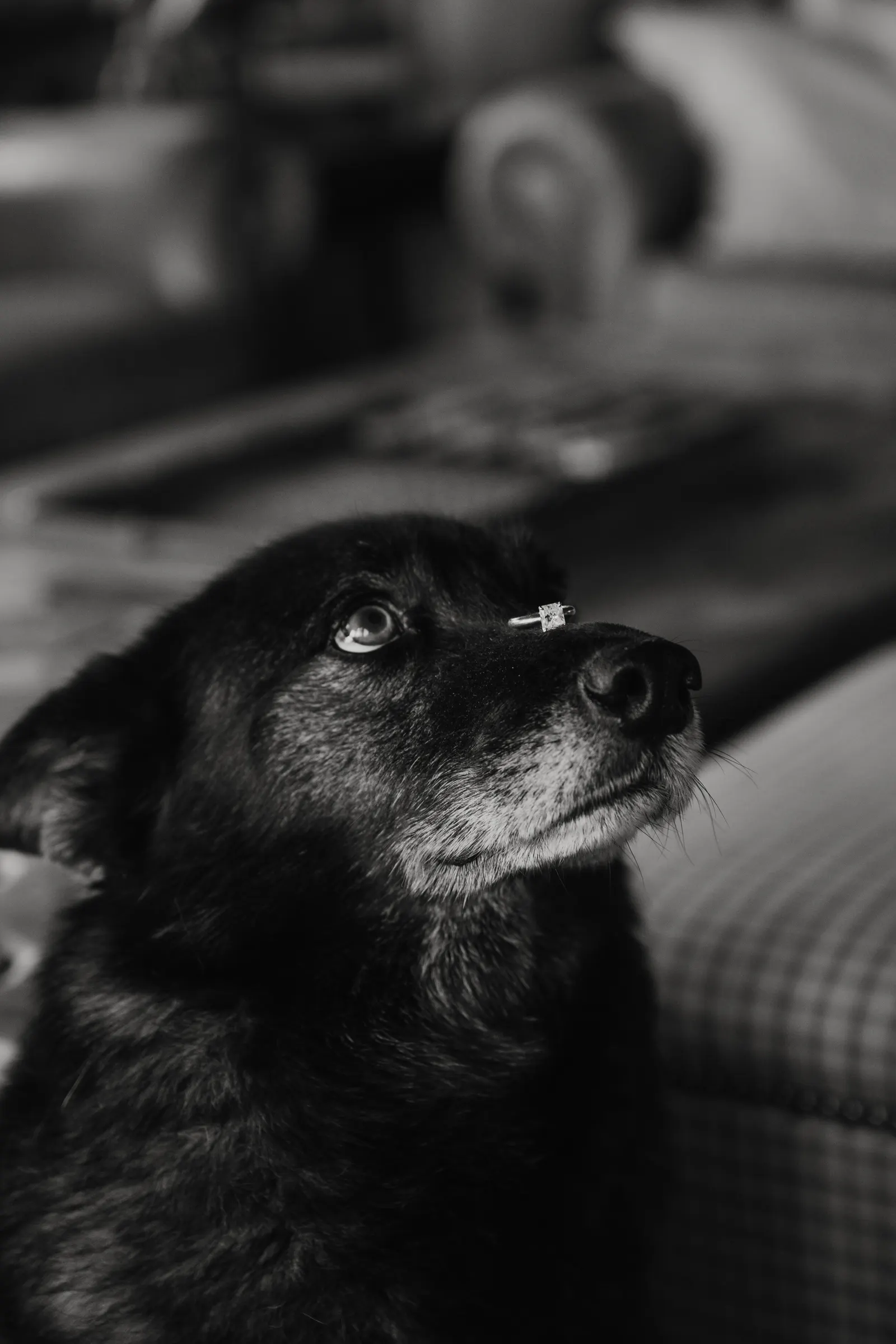 Jax, a senior black dog, balancing a diamond engagement ring on his nose